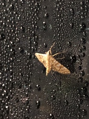 Nomophilini