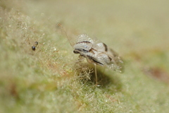 Corythucha confraterna