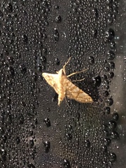 Nomophilini