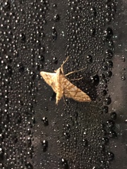 Nomophilini