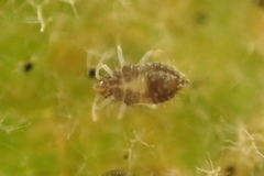 Corythucha confraterna