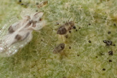 Corythucha confraterna