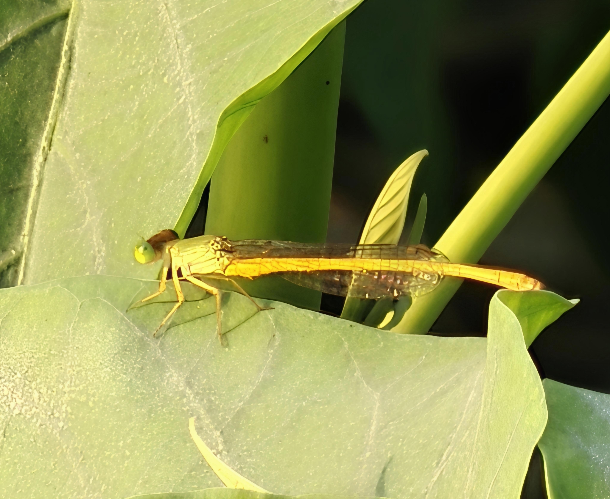 Coromandel Marsh Dart