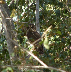 Strix virgata