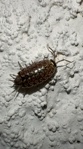 Common Striped Woodlouse photo 5