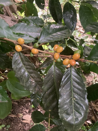 Coffea arabica