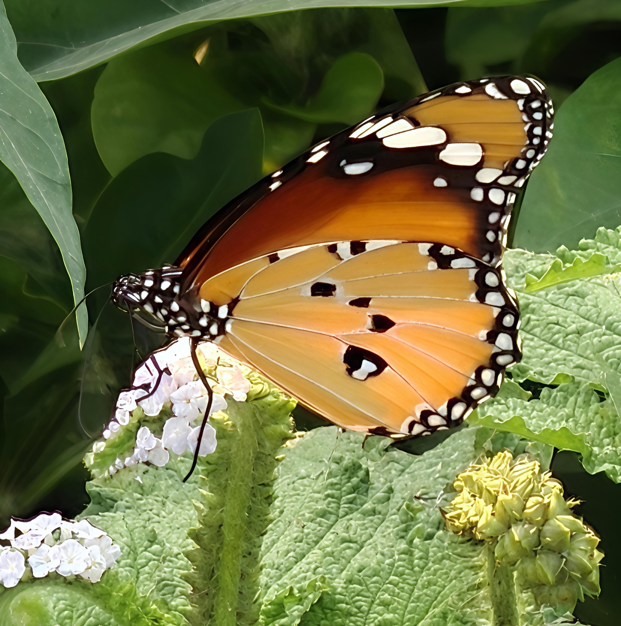 Plain Tiger