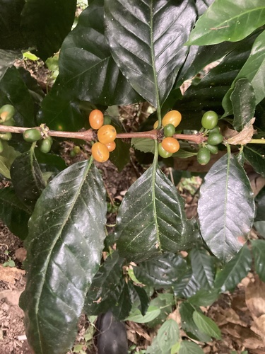 Coffea arabica