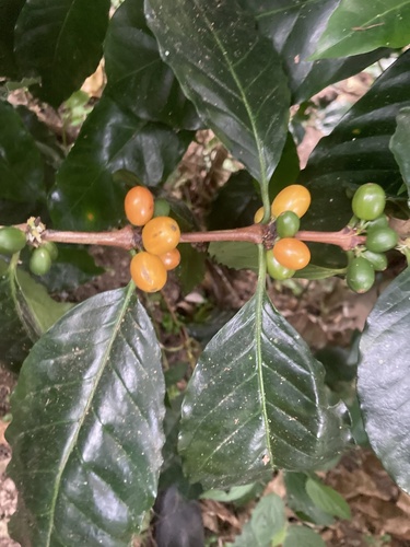 Coffea arabica