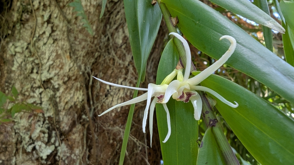 Dendrobium adamsii
