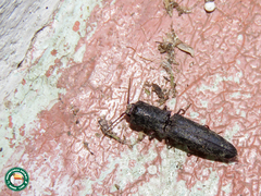 Dilobitarsus inopinus