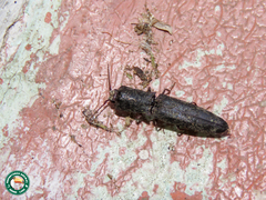 Dilobitarsus inopinus