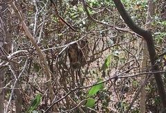 Strix virgata