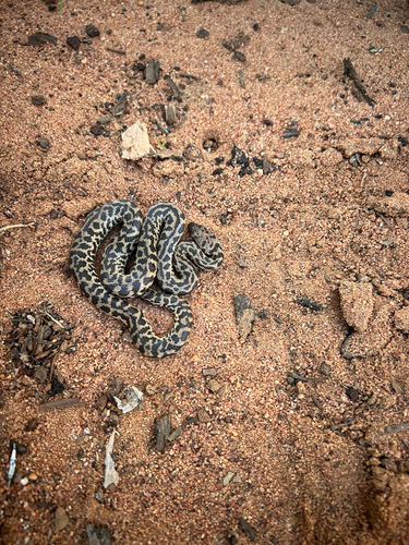 Spotted Python sighting