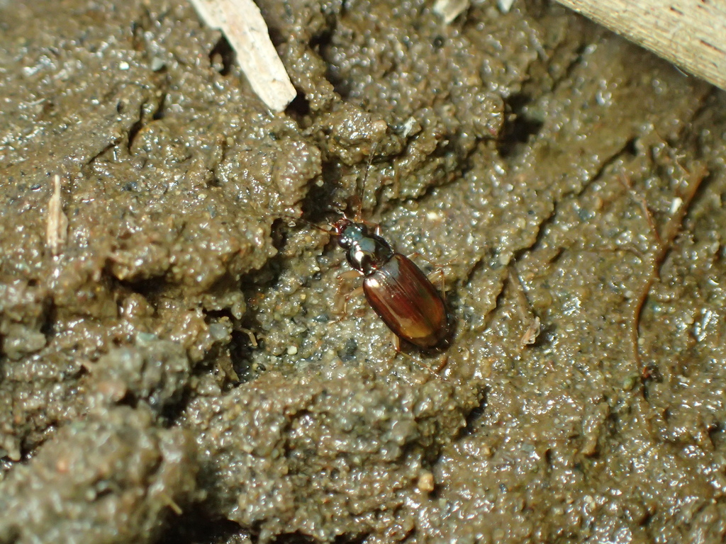 ハマベミズギワゴミムシ