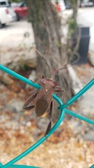 Acanthocephala heissi