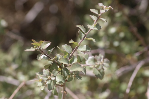 Image of Quercus john by no rights reserved