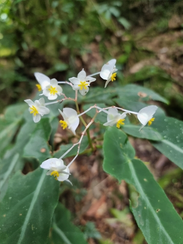 Image of Begonia angularis by (c) UNA Ecoturismo, some rights reserved (CC BY-SA)