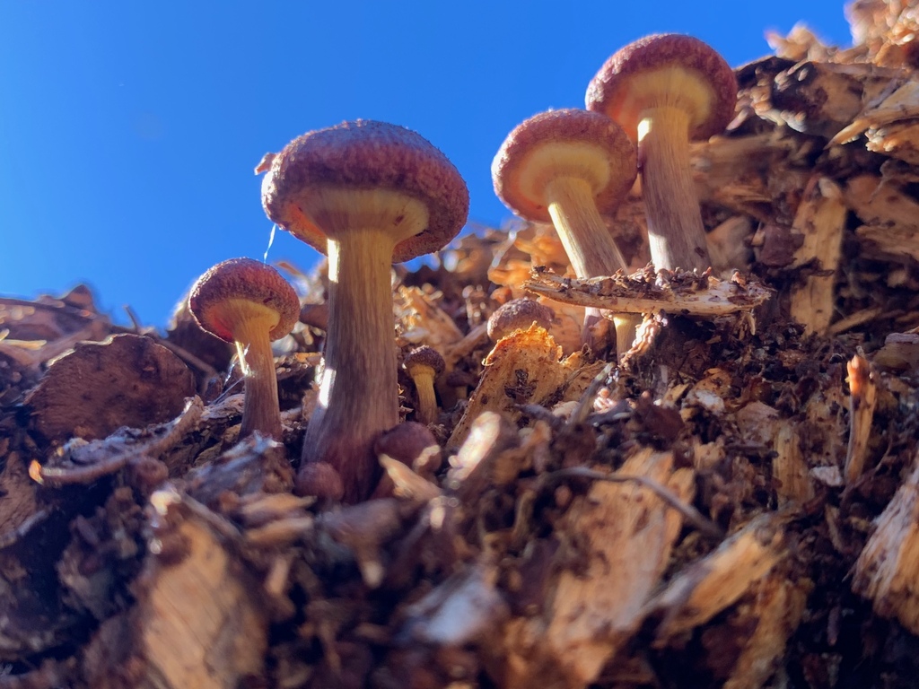 Gymnopilus dilepis · May 2025 · photo: © yung_bojangles (iNaturalist, cc0)