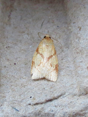 Cenopis reticulatana