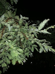Metasequoia glyptostroboides