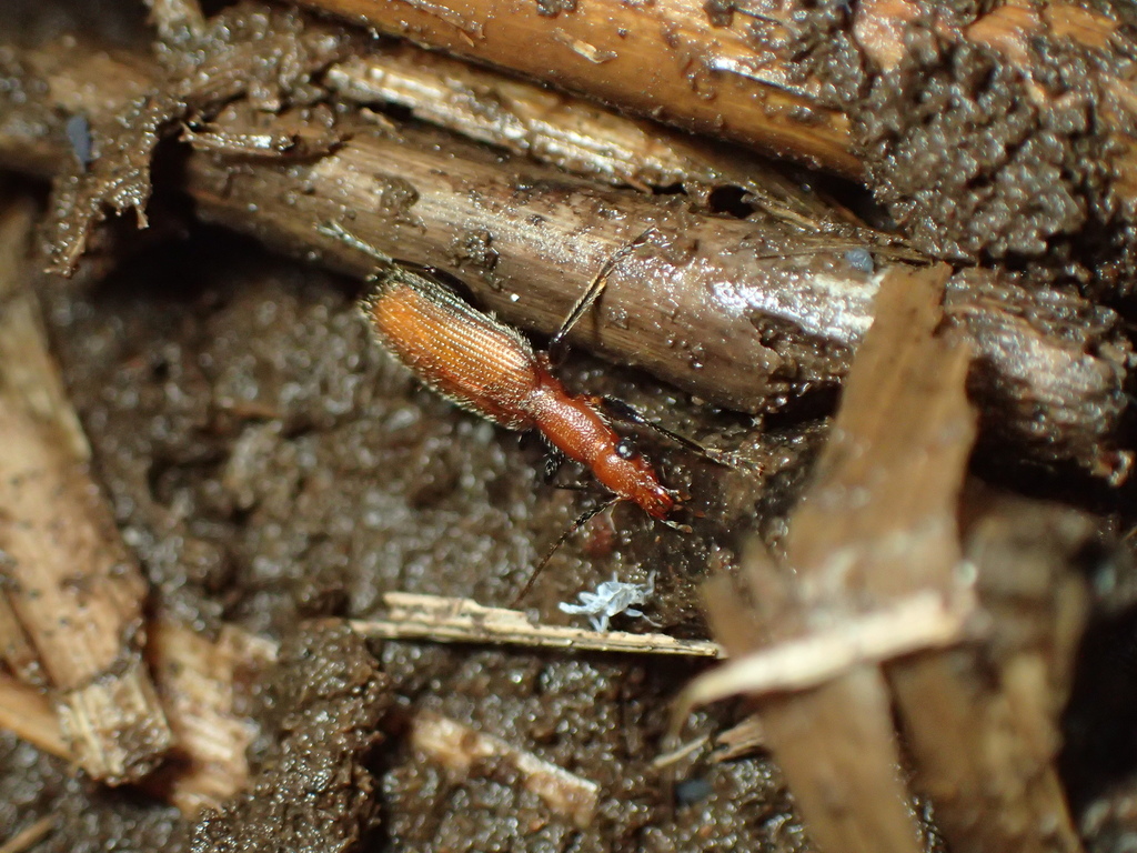 キイロホソゴミムシ