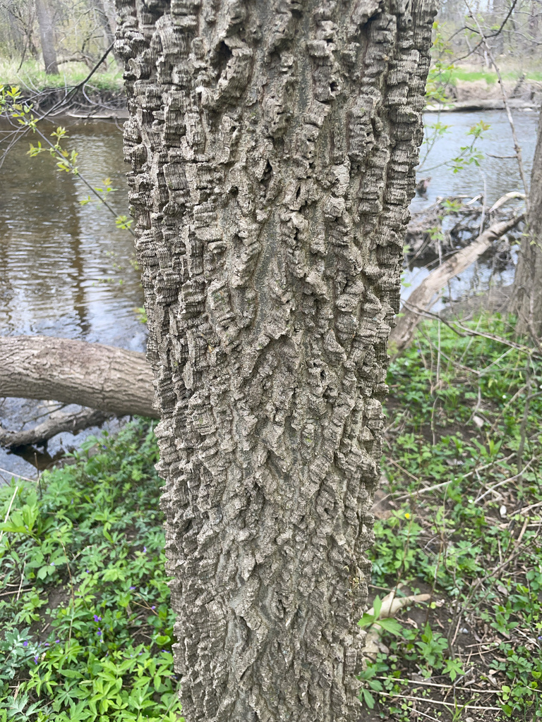 Hackberry Wisconsin common hackberry from N Menomonee River Pkwy, Milwaukee, WI, US on May ...