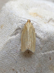 Clepsis clemensiana