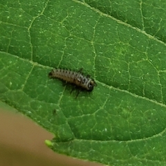 Psyllobora vigintimaculata