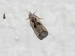 Dichomeris bilobella