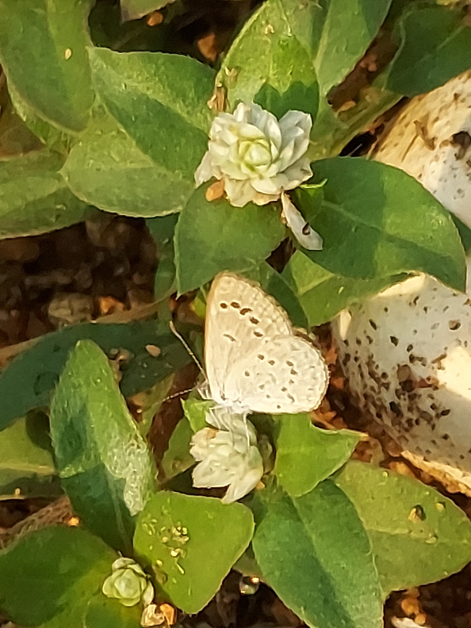Lesser Grass Blue