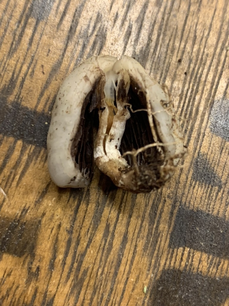 Psilocybe weraroa · May 2025 · photo: © yung_bojangles (iNaturalist, cc0)