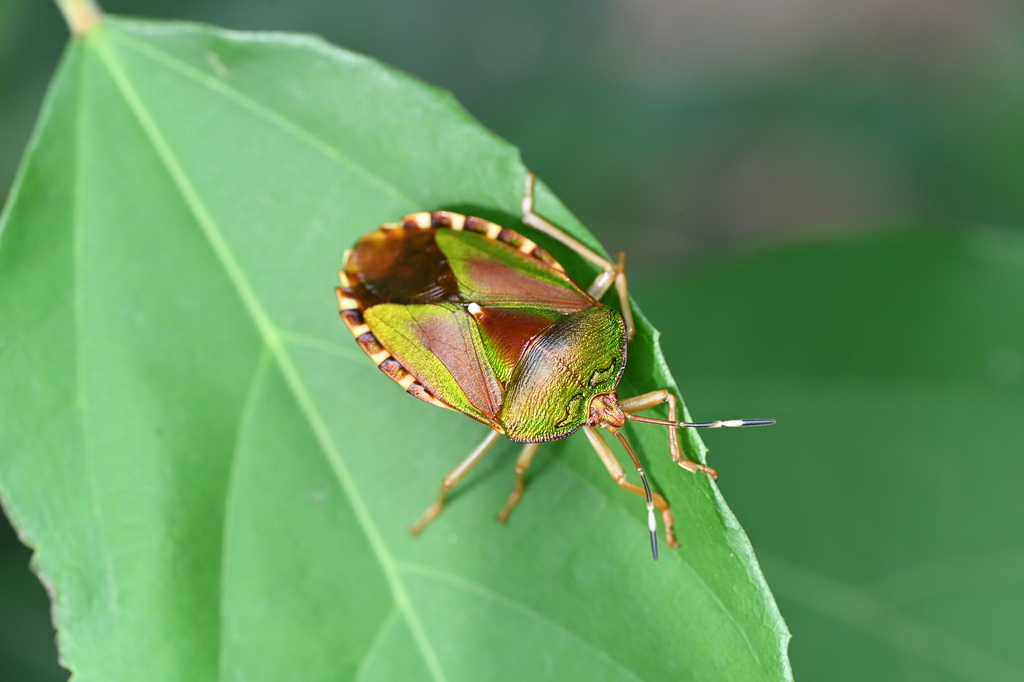 Mattiphus jaspideus