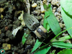 Pyrearinus candelarius