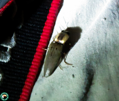 Pyrearinus candelarius