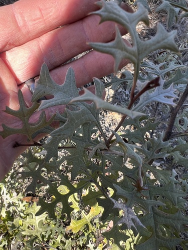 goldfields grevillea (Grevillea dryophylla)