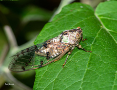 Procollina queretaroensis