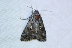 Syngrapha octoscripta