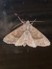 Phlogophora
