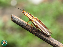 Semiotus serraticornis