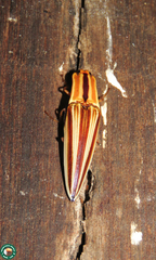 Semiotus serraticornis
