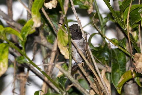 Black-chinned Hummingbird, Jardines de Satelite, Naucalpan de Juárez, Méx., México, photo 10 of 10