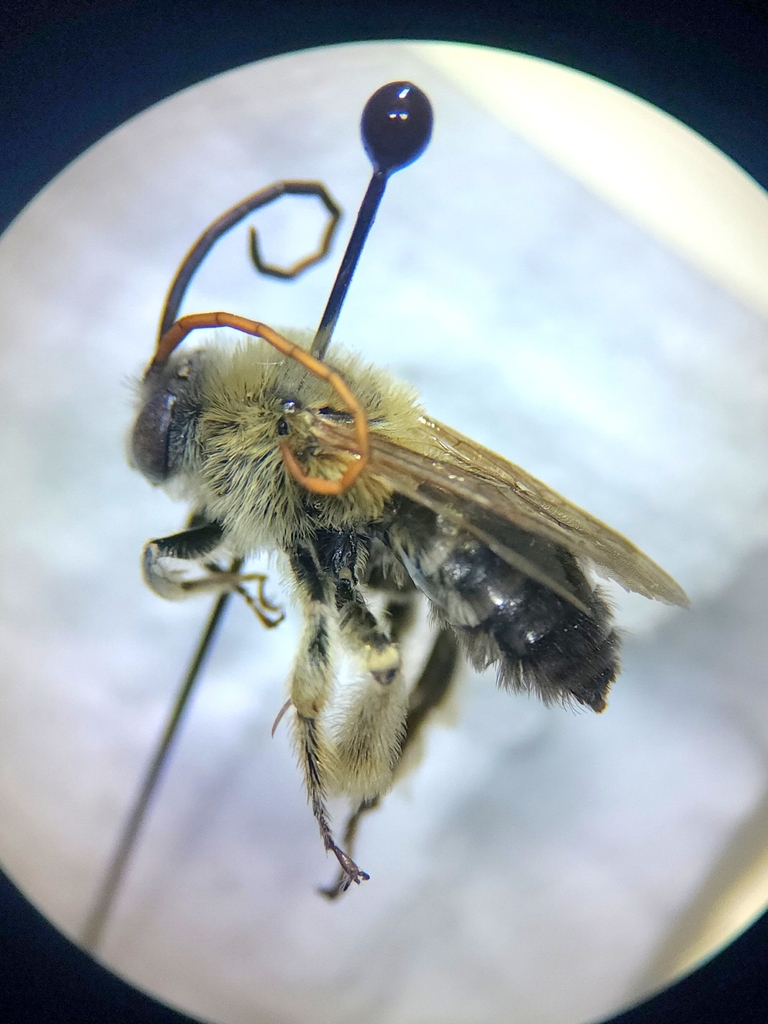 Melissodes dentiventris