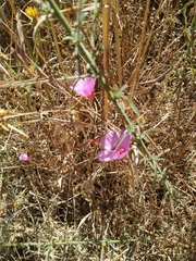 Clarkia rubicunda