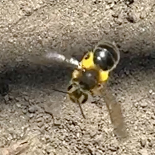Trout-lily Mining Bee photo 5