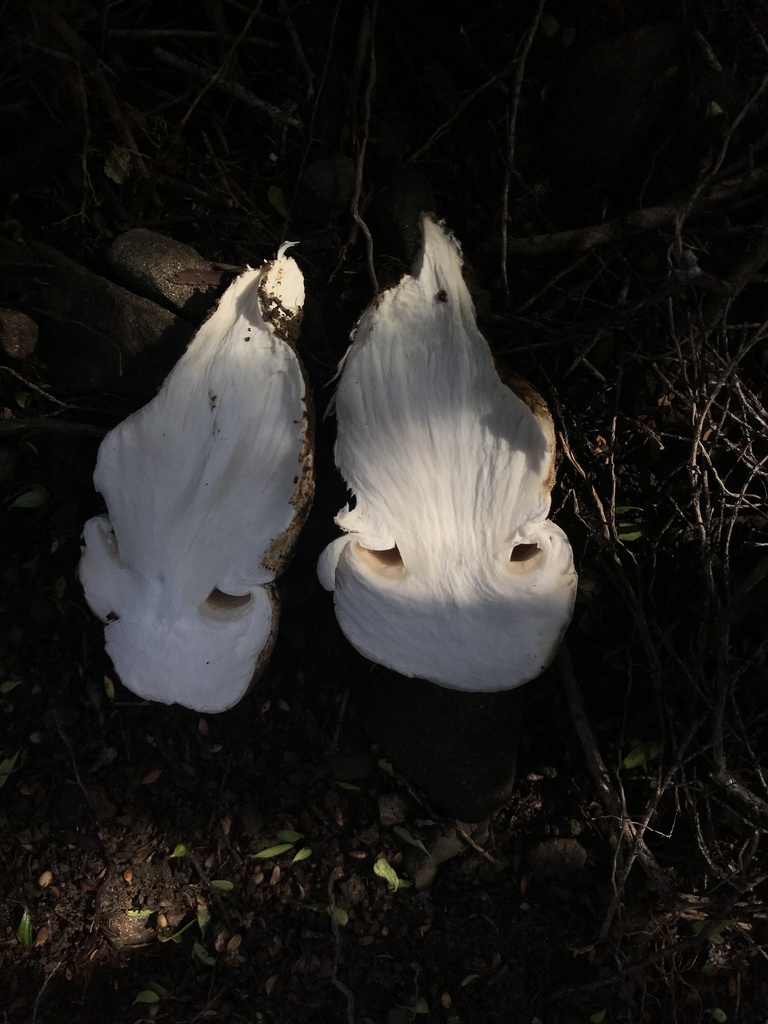 Austrocortinarius australiensis · May 2025 · photo: © fuligogirl (iNaturalist, cc-by)