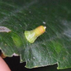 Celticecis aciculata