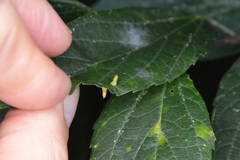 Celticecis aciculata