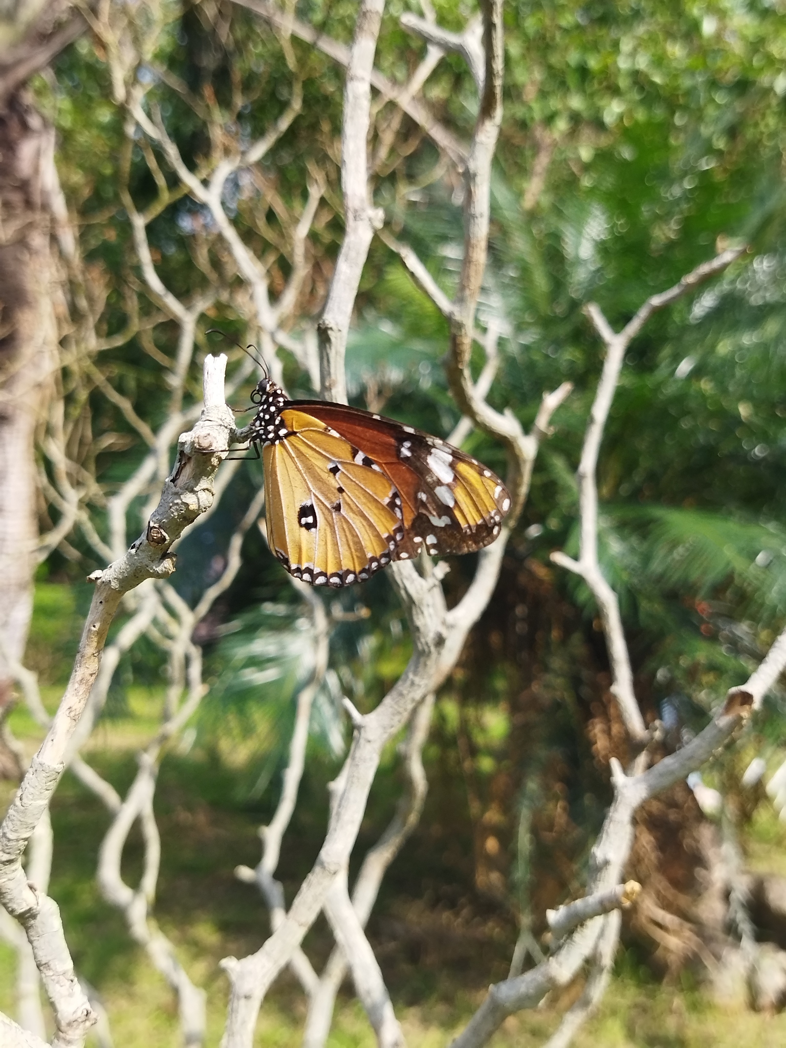 Plain Tiger