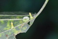 Celticecis aciculata